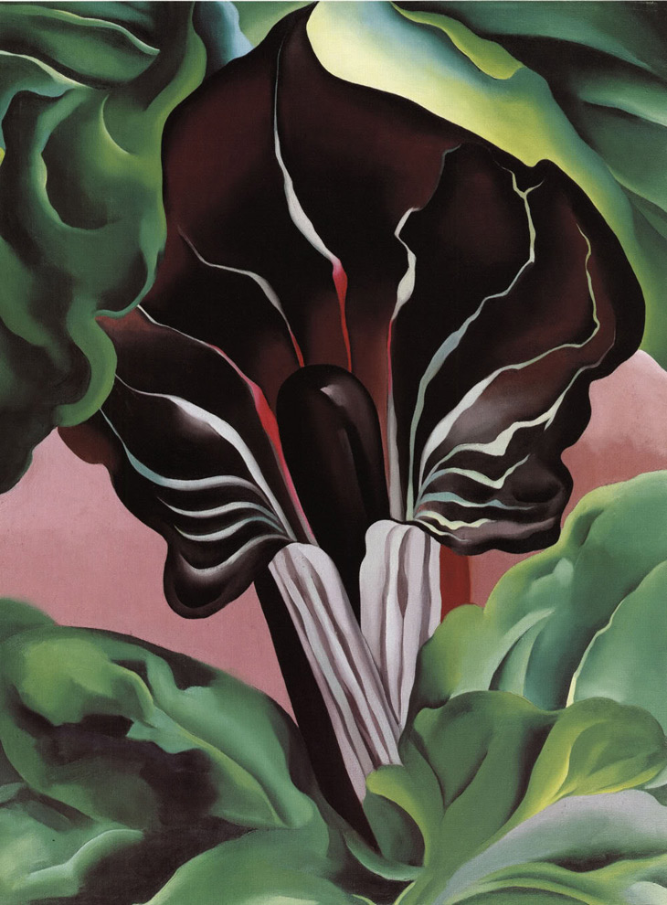 奥姬芙 作品 jack in the pulpit